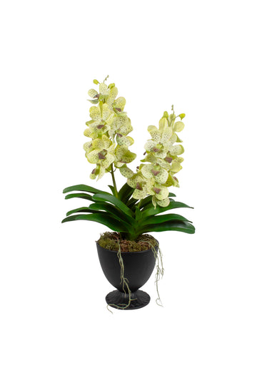 ORQ. VANDA VD X2 EM CER 62CM Cod: A7285