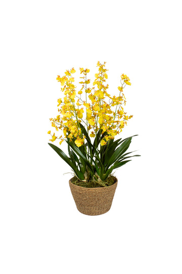 CHUVA DE OURO EM CACHEPOT FIBRA, 80CM Cod: A7288