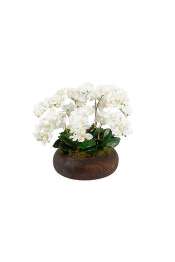 ORQ.PHALAENOPSIS BR X9 EM CACHEPOT MADEIRA, 45CM Cod: A7289