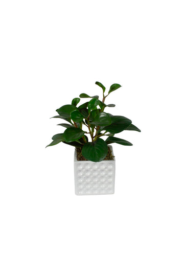 PEPERÔMIA EM CER, 25CM Cod: A7291