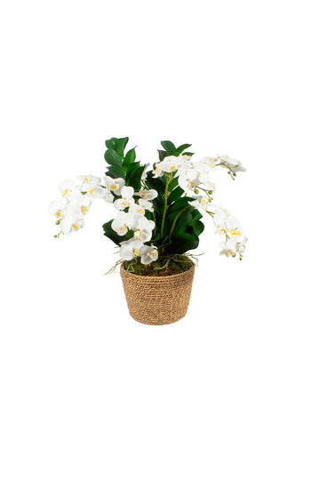 ORQ. PHALAENOPSIS BR X6 EM CESTO, 55CM Cod: A7293