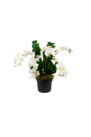 ORQ. PHALAENOPSIS BR X6 POTE PVC, 55CM Cod: A7293VPP