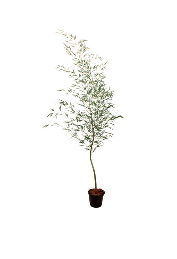 BAMBOO MOSSÔ, 3 METROS Cod: A7295