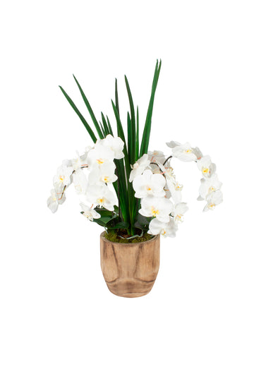 ORQ. PHALAENOPSIS BR X6 EM CACHEPOT DE MADEIRA, 90CM Cod: A7296