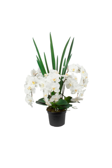 ORQ. PHALAENOPSIS BR X6 EM POTE PVC, 90CM Cod: A7296VPP