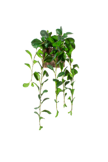 PEPERÔMIA PENDENTE EM CACHEPOT TRONCO 85CM Cod: A7306
