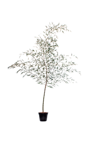 BAMBOO MOSSÔ, 3 METROS Cod: A7311