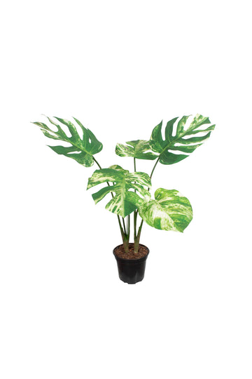 COSTELA-DE-ADÃO VARIEGATA X6 80CM Cod: A7314