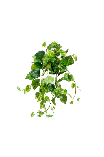 JIBÓIA MATIZADA EM POTE DE PVC, 80CM Cod: A7318VPP