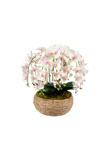 ORQ. PHALAENOPSIS RO X8 EM CACHEPOT, 70CM Cod: A7323