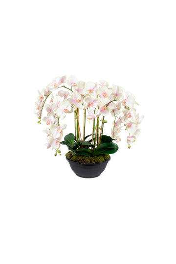 ORQ. PHALAENOPSIS RO X8 EM POTE PVC, 70CM Cod: A7323VPP