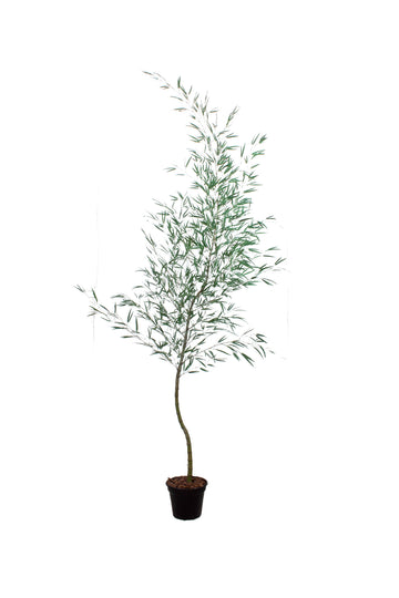 BAMBOO MOSSÔ, 2,90 CM Cod: A7324