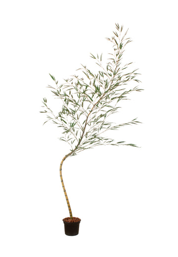 BAMBOO MOSSÔ 230 CM Cod: A7326