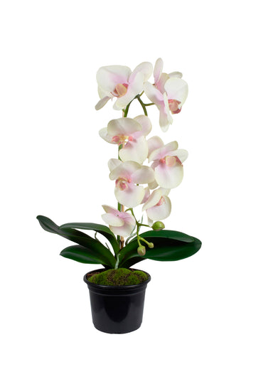 ORQ. PHALAENOPSIS RO X1 EM POTE PVC, 60CM Cod: A7327