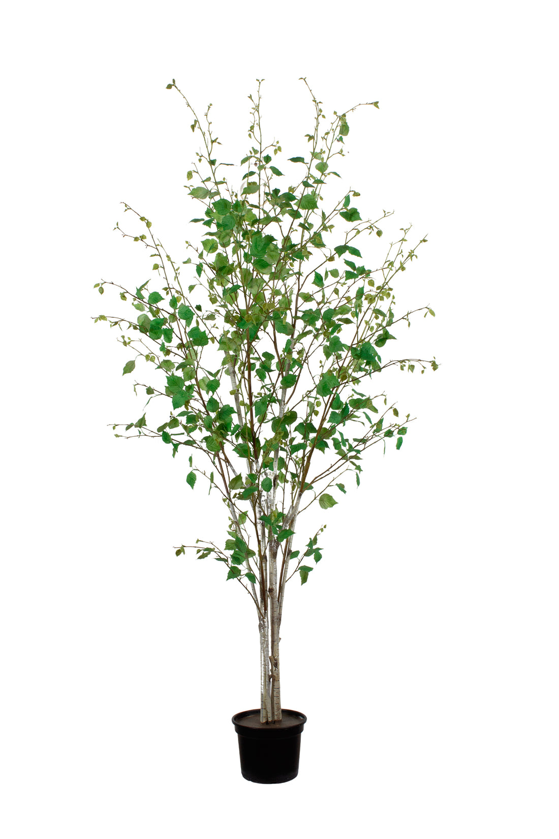 ÁRVORE DE VIDOEIRO BRANCO, 180CM Cod: A7336