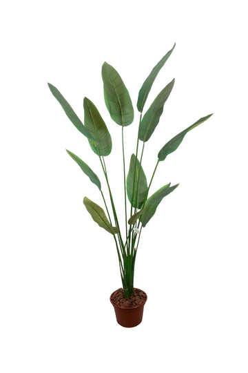 ESTRELITZA PLANTA X11, 1,80CM Cod: A7339