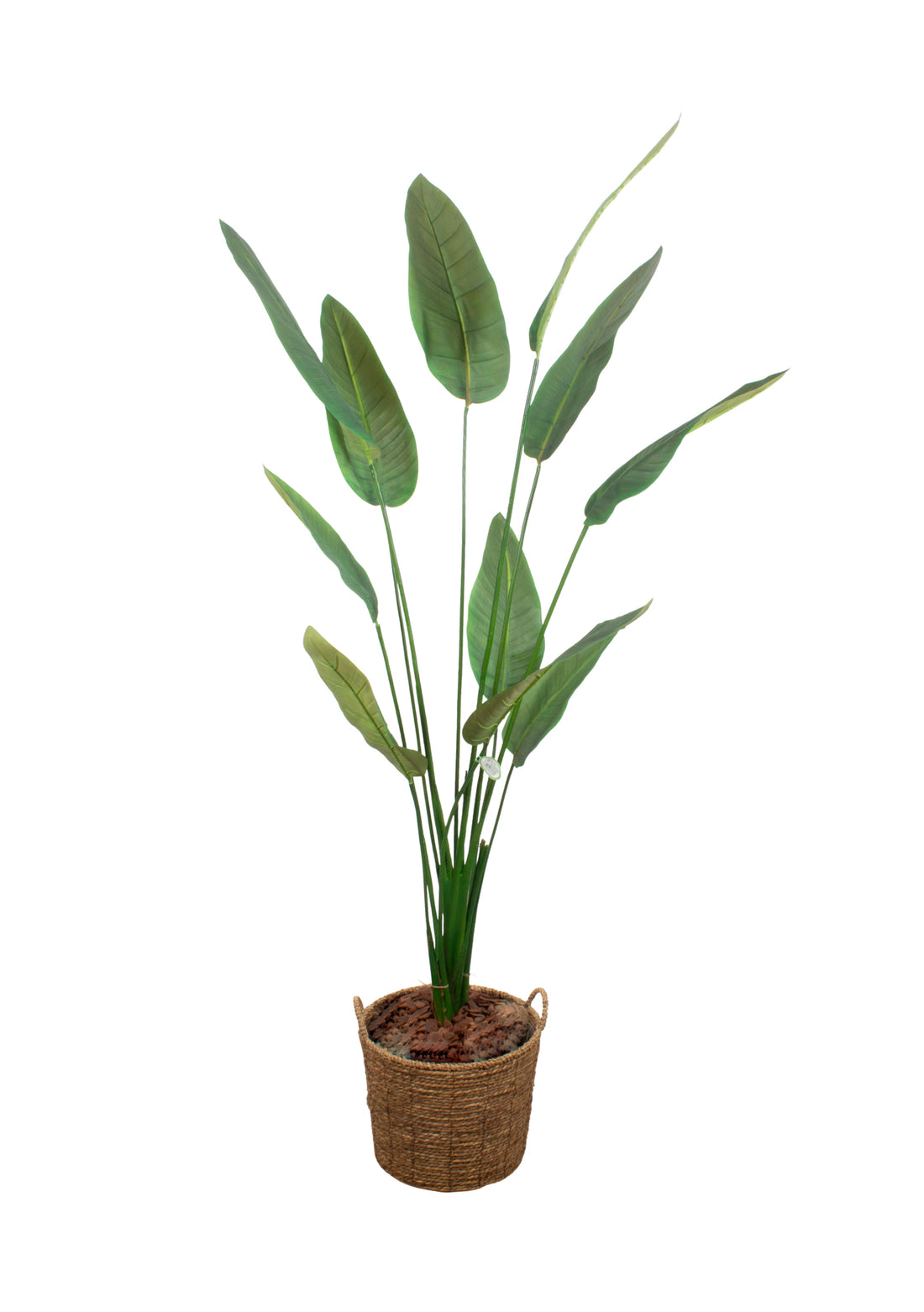 ESTRELITZA PLANTA X11, 1,80CM Cod: A7339