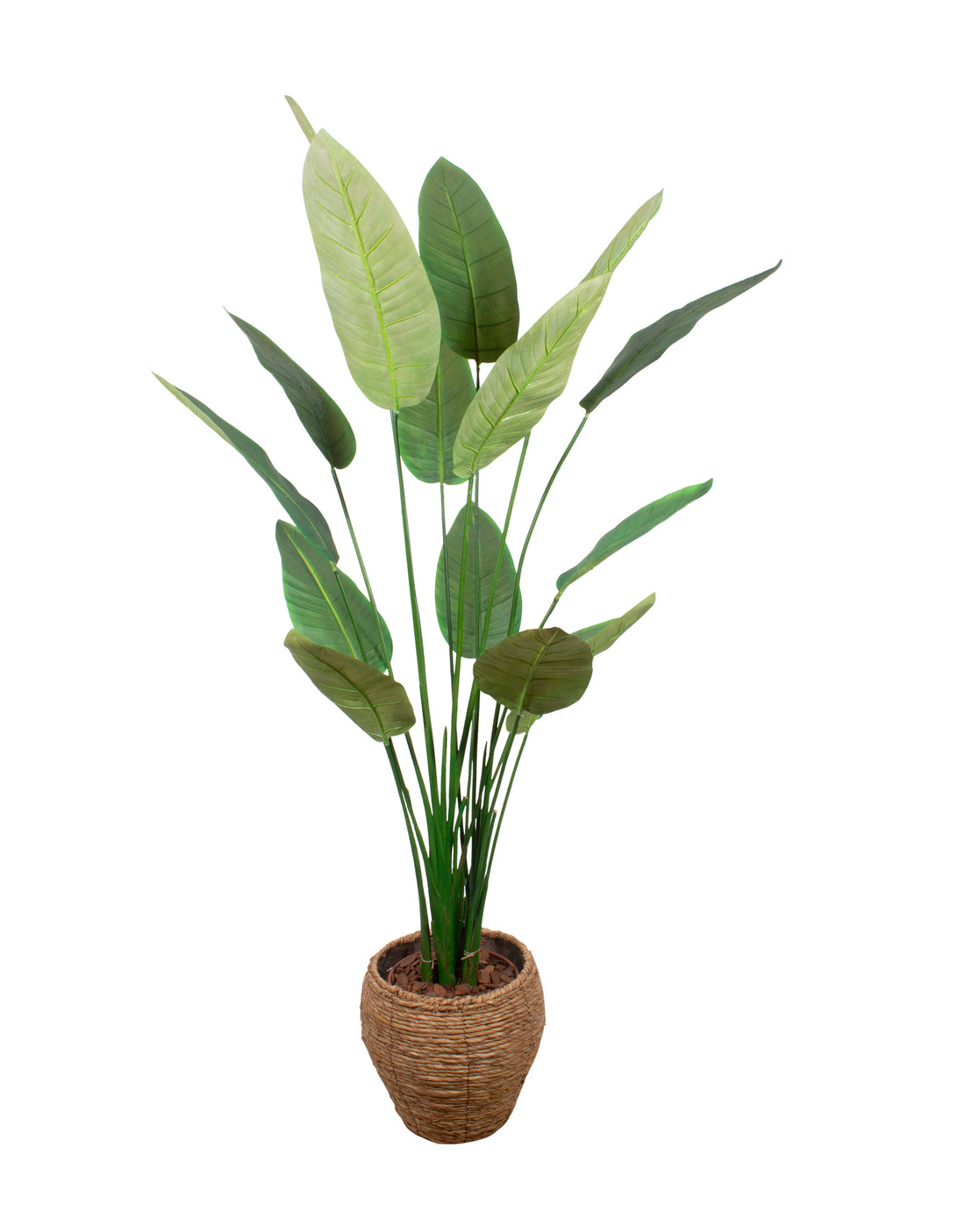ESTRELITZA PLANTA X16, 1,80CM Cod: A7340