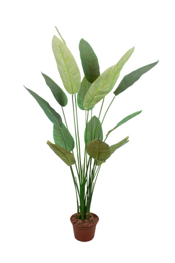 ESTRELITZA PLANTA X16, 1,80CM Cod: A7340
