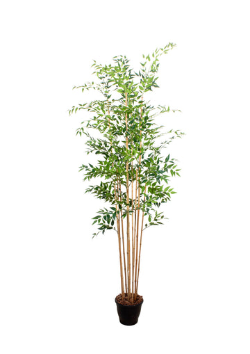 BAMBOO, 210CM Cod: A7341