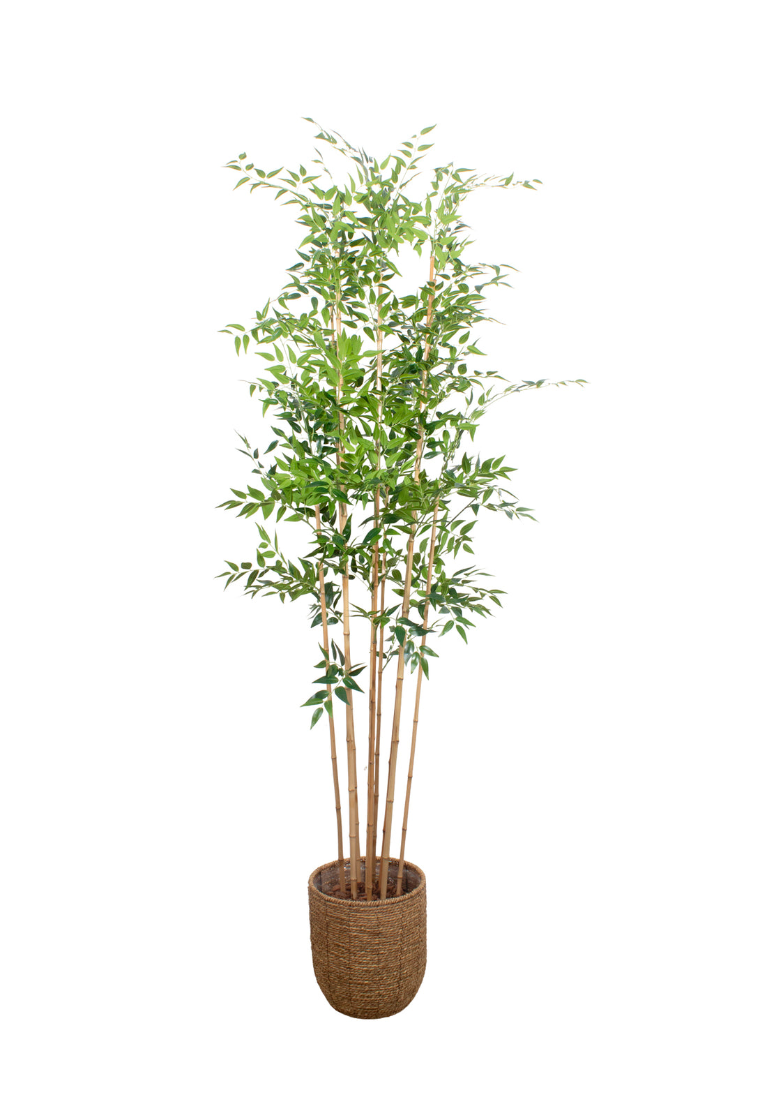 BAMBOO, 210CM Cod: A7341