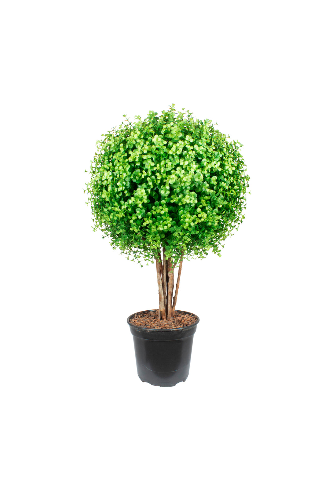 BUXINHO DE DINHEIRO EM PENCA, 65CM (35CM DE DIÂM) Cod: A7343