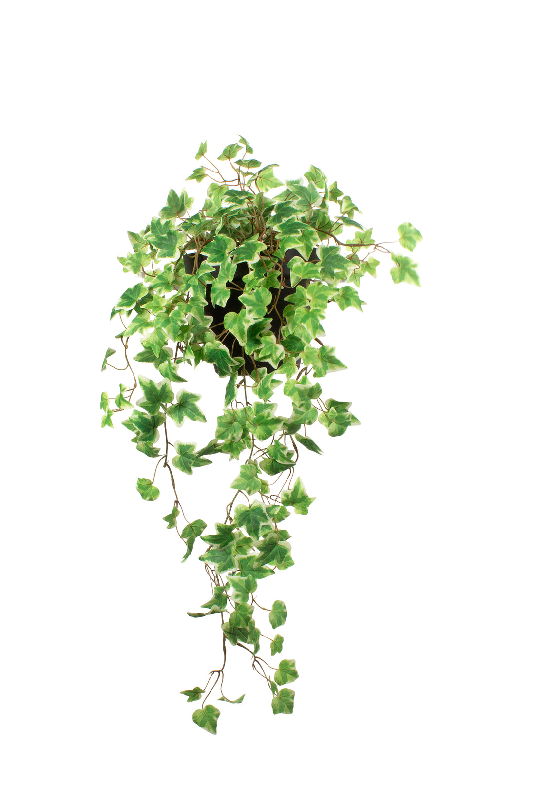 HERA HOLANDESA MATIZ. EM VPP DE PAREDE, 85CM Cod: A7344