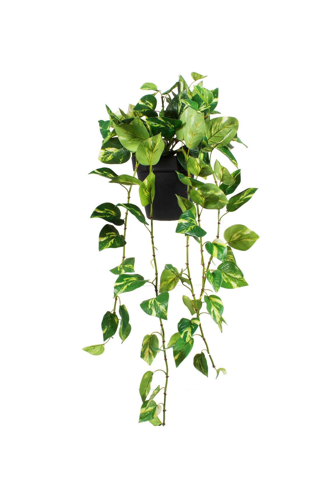 JIBOIA MATIZ. EM VPP DE PAREDE 100CM Cod: A7347MT