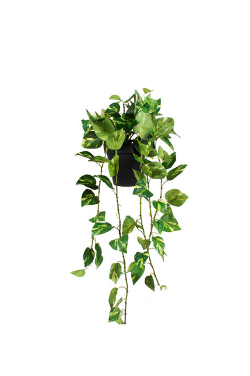 JIBOIA MATIZ. EM VPP DE PAREDE 100CM Cod: A7347MT