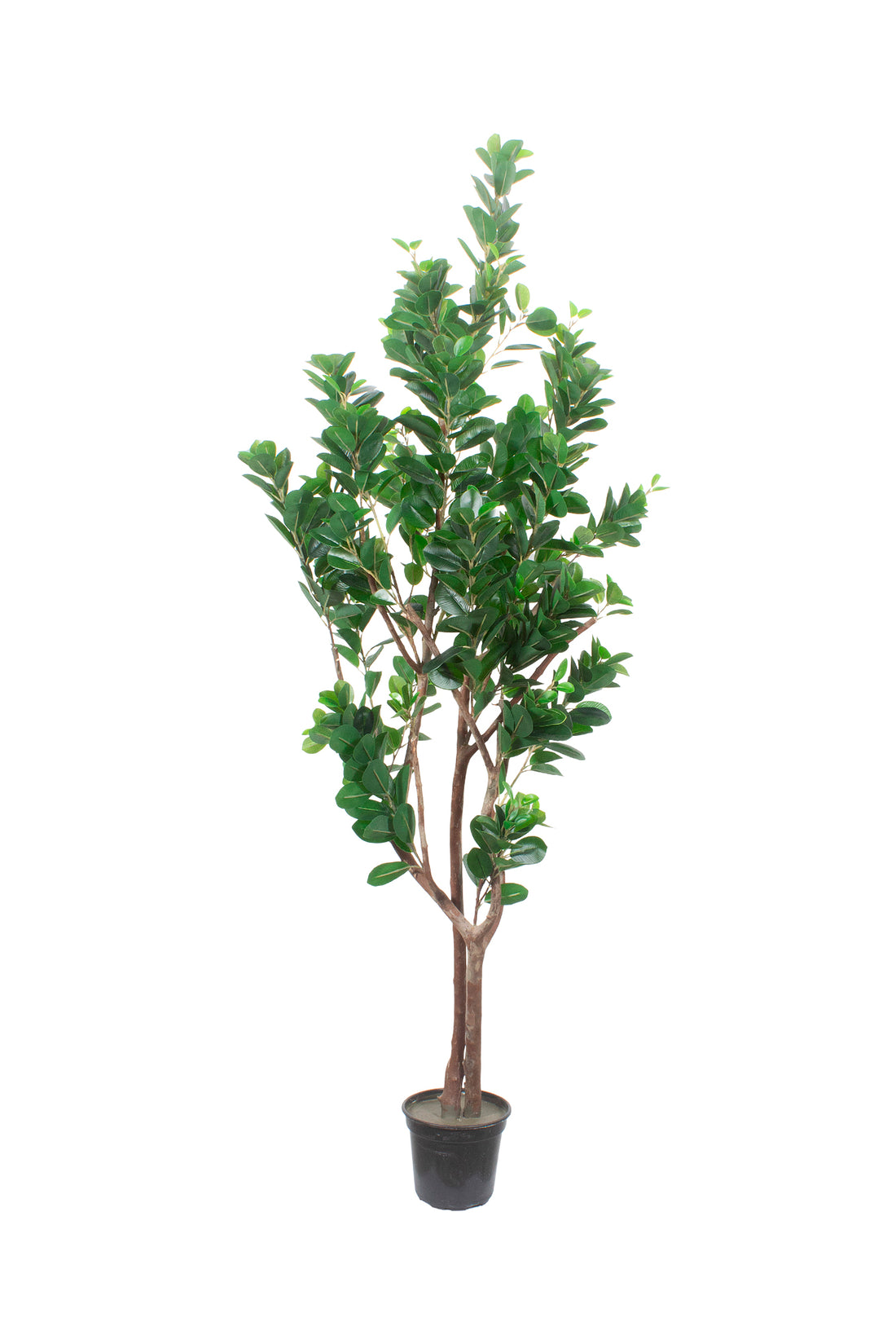 FICUS MICROCARPA, 165CM Cod: A7353