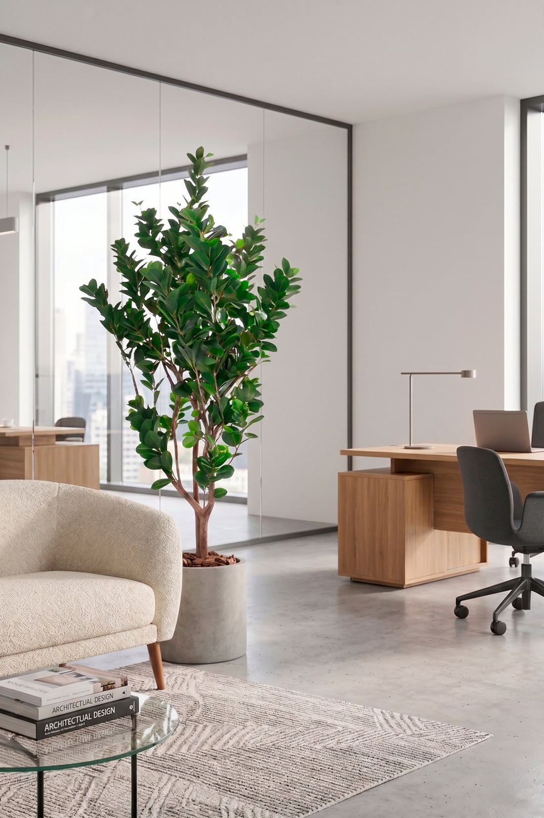 FICUS MICROCARPA, 165CM Cod: A7353