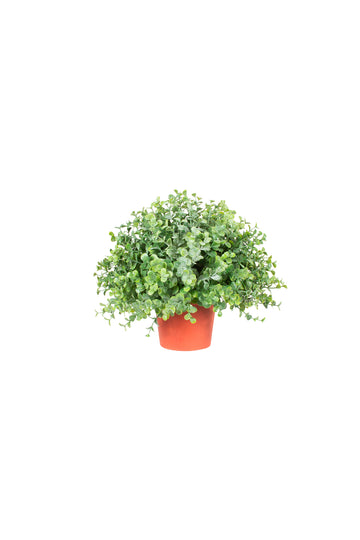 BUXINHO DE EUCALIPTO 22 CM (26 DE DIÂM) Cod: A7354