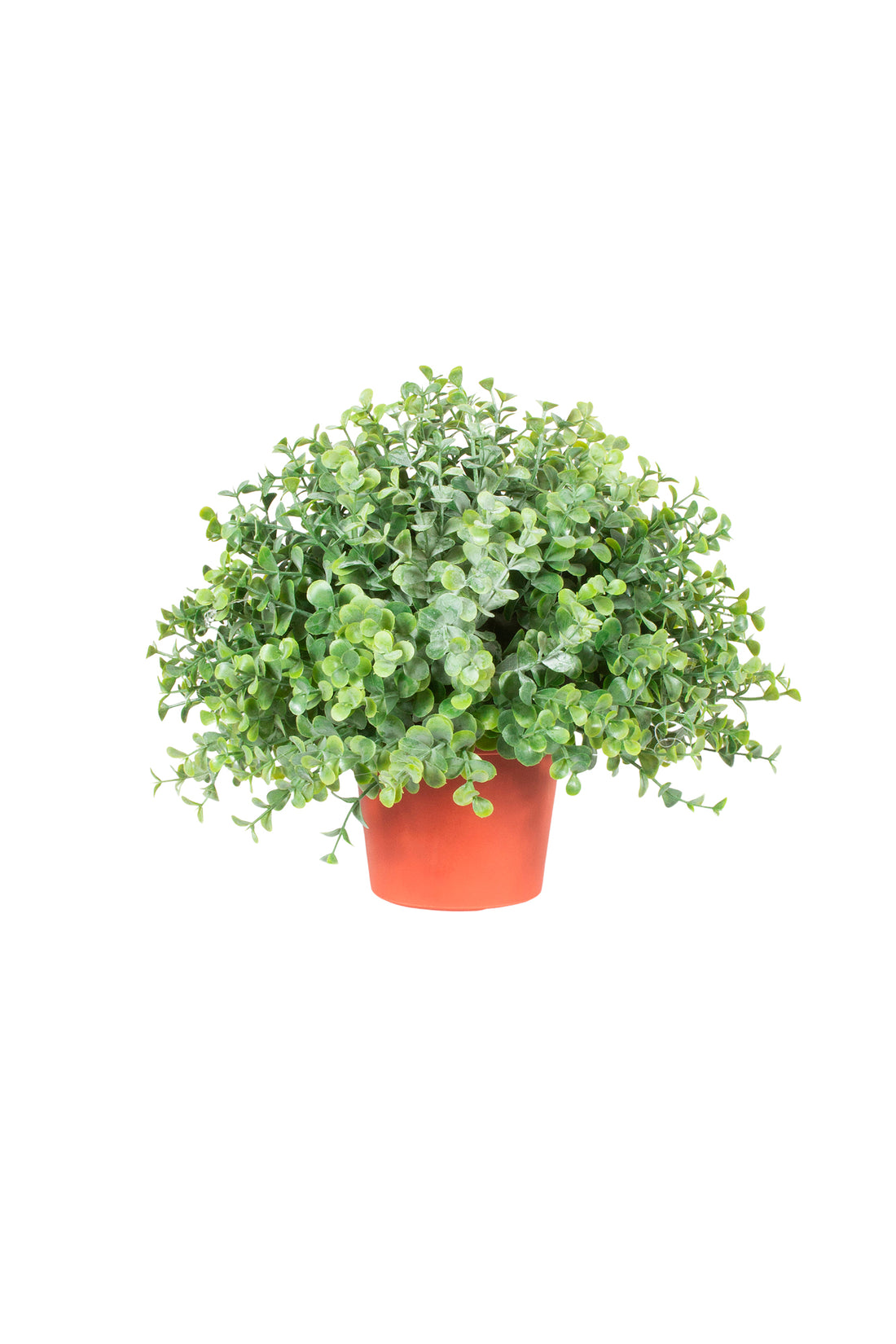 BUXINHO DE EUCALIPTO 22 CM (26 DE DIÂM) Cod: A7354