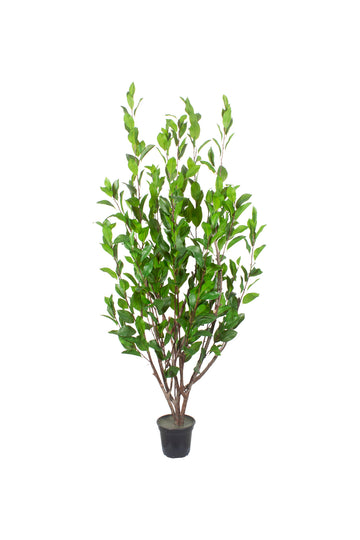 ÁRVORE DE LOURO 160CM Cod: A7357
