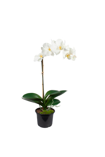 ORQ. PHALAENOPSIS TN X1 BR EM POTE PVC, 60CM Cod: A7361BR