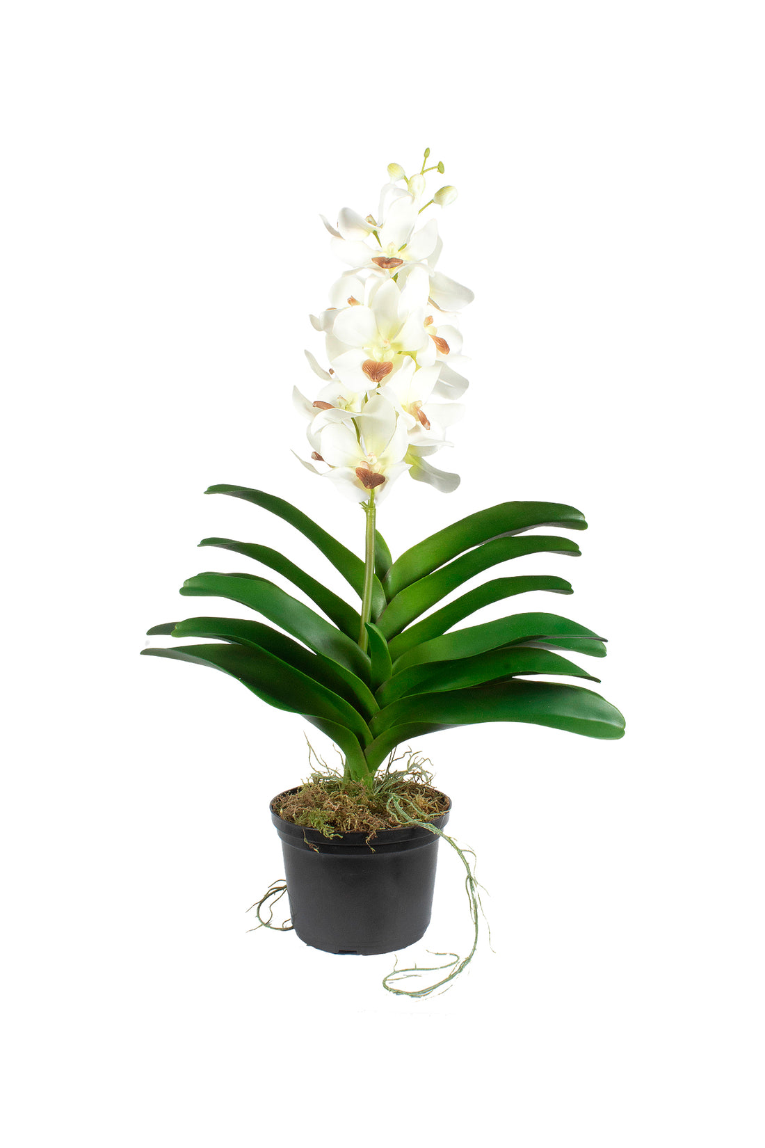 ORQ. CYMBIDIUM BR X1 EM POTE PVC 53CM Cod: A7362BR