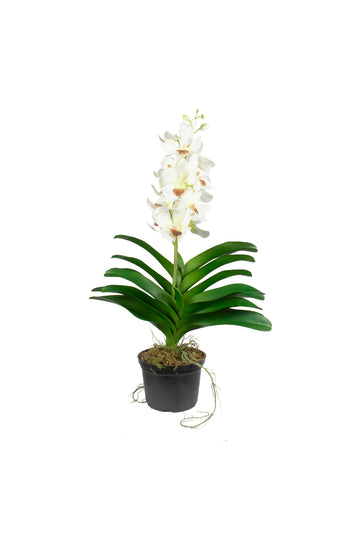 ORQ. CYMBIDIUM BR X1 EM POTE PVC 53CM Cod: A7362BR