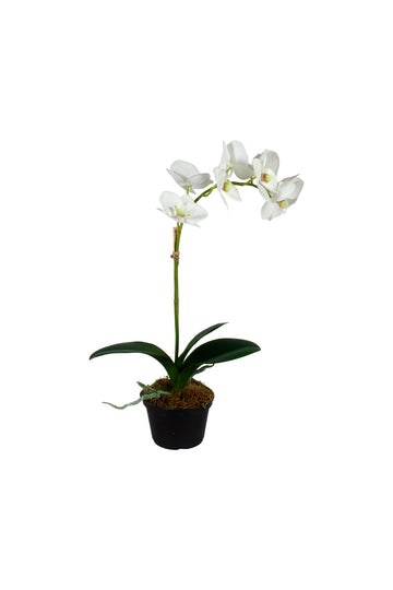 ORQ. PHALAENOPSIS BR X1 EM POTE PVC, 43CM Cod: A7363BR