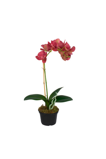 ORQ. PHALAENOPSIS FU X1 EM POTE PVC, 43CM Cod: A7363FU