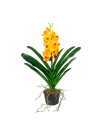 ORQ. VANDA LA  X1 EM POTE, 58CM Cod: A7364LA