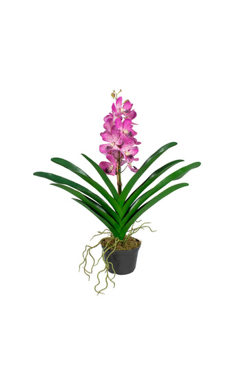 ORQ. VANDA LV  X1 EM POTE, 58CM Cod: A7364LV