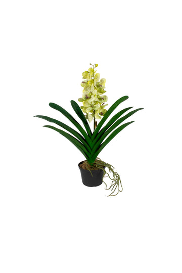 ORQ. VANDA VD  X1 EM POTE, 58CM Cod: A7364VD