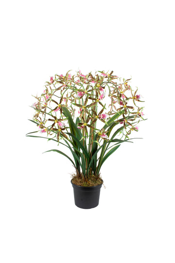 ORQ. SPIDER VP X6 EM POTE PVC, 80CM Cod: A7365VP