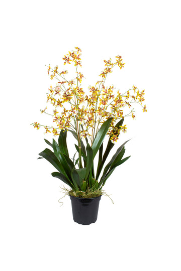 ORQ. ONCIDIUM AM EM POTE PVC, 83CM Cod: A7369AM