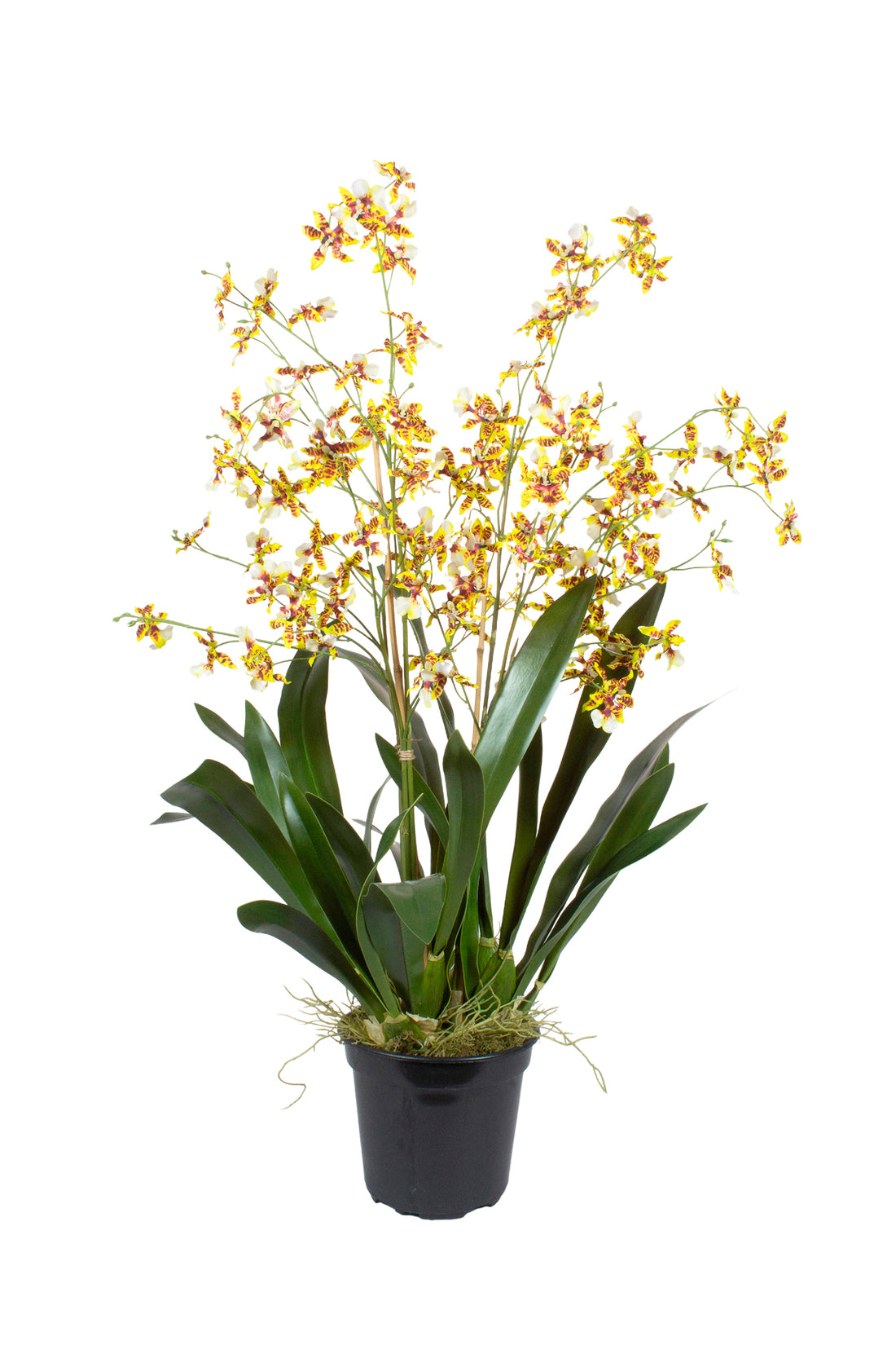 ORQ. ONCIDIUM AM EM POTE PVC, 83CM Cod: A7369AM