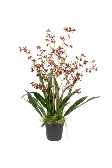 ORQ. ONCIDIUM VI EM POTE PVC, 83CM Cod: A7369VI