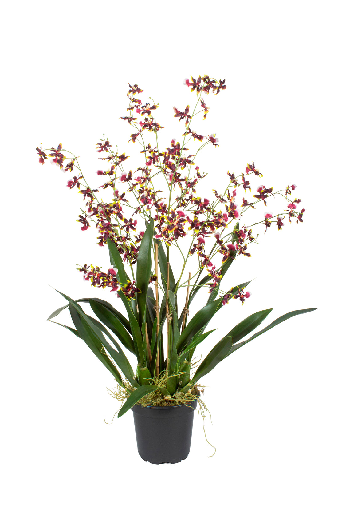 ORQ. ONCIDIUM VI EM POTE PVC, 83CM Cod: A7369VI