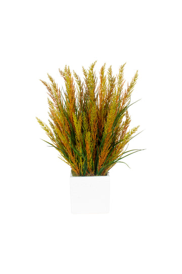CAPIM DOS PAMPAS X5 EM CER, 54CM Cod: A7373
