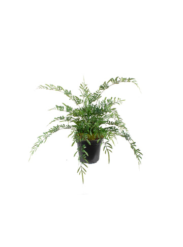 SAMAMBAIA TREPADEIRA EM POTE PVC 50CM Cod: A7378VPP