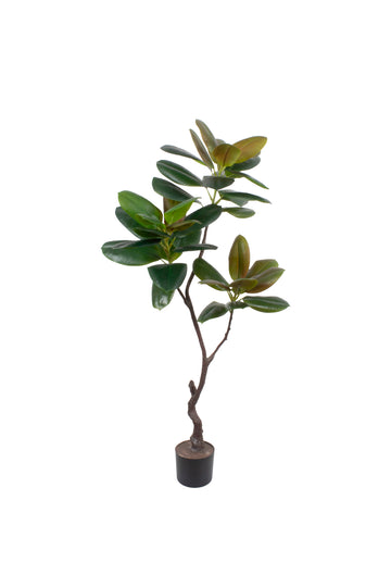 FICUS ELÁSTICA CLOE EM VPP, 130CM Cod: A7381